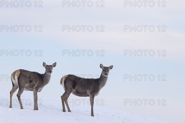 Two female red deer (Cervus elaphus) stand on a snow-covered meadow on a cold day. In the