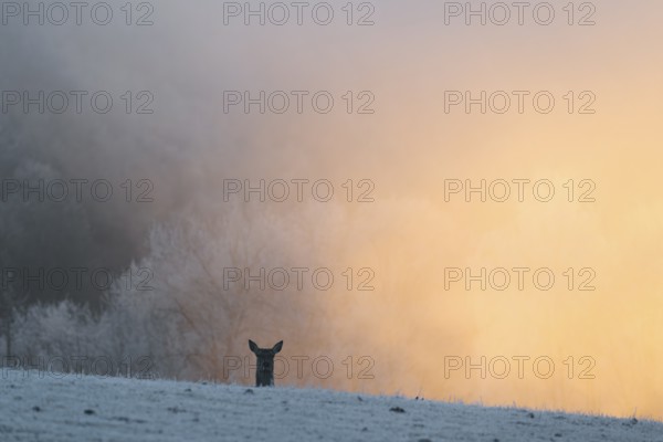 A female red deer (Cervus elaphus) stands behind a hill on a snow-covered meadow at sunrise and