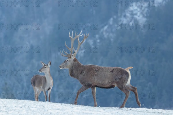 A red deer stag (Cervus elaphus) runs across a snow-covered meadow on a cold day. A female red deer
