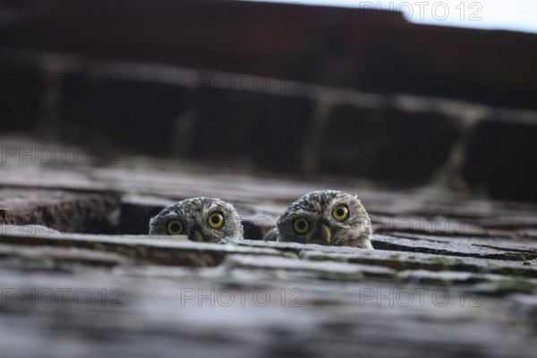 Two young little owls (Athene noctua) peering attentively out of an opening in a wall,