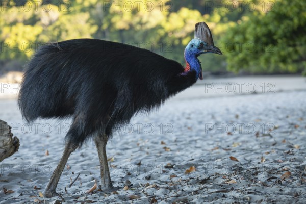 Southern cassowary (Casuarius casuarius) walking along the shore searching for food in the sand.