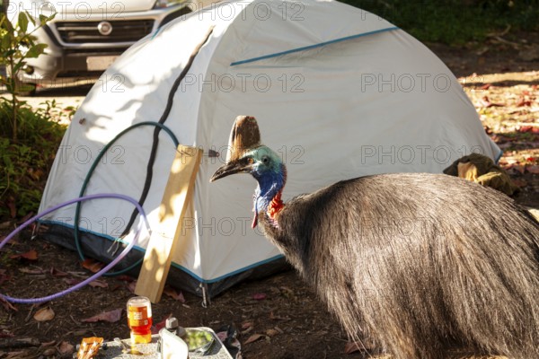 August 19, 2020. Southern cassowary (Casuarius casuarius) walking through camp searching for food