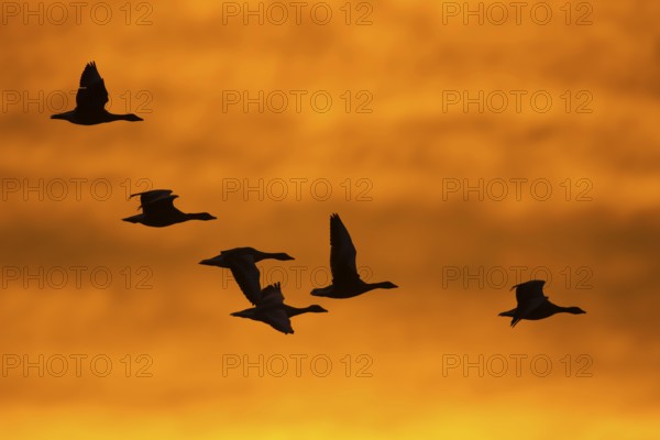 Greylag geese (anser anser) in front of the dawn, Zingst, Mecklenburg-Vorpommern, Germany