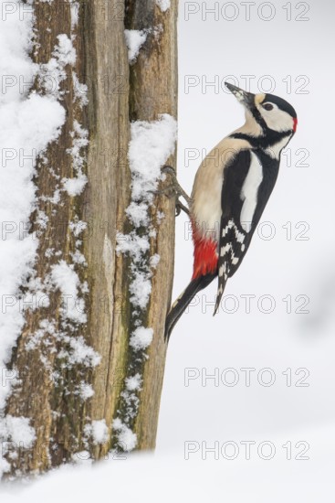 Great spotted woodpecker (dendrocopos major) at the woodpecker forge in the snow, Neuhaus im