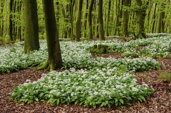 Wild garlic (Allium ursinum) in bloom in a beech forest in spring, Hilter, Lower Saxony, Germany