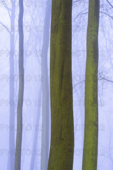 Wintery beech forest in fog, forest, Melle, Lower Saxony, Germany