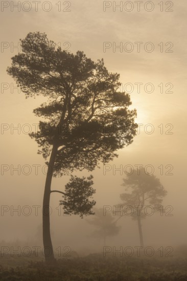 Pine (Pinaceae) in the moor with fog, nature reserve, Vernner Moor, Neuenkirchen-Vörden, Lower