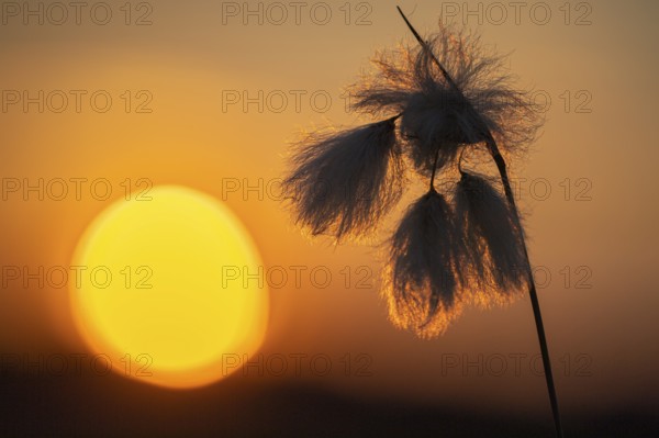 Common cottongrass (Eriophorum angustifolium) in the moor at sunset, Goldenstedt, Lower Saxony,