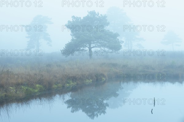 Pine (Pinaceae) in the moor with fog, cNature reserve, Vernner Moor, Neuenkirchen-Vörden, Lower