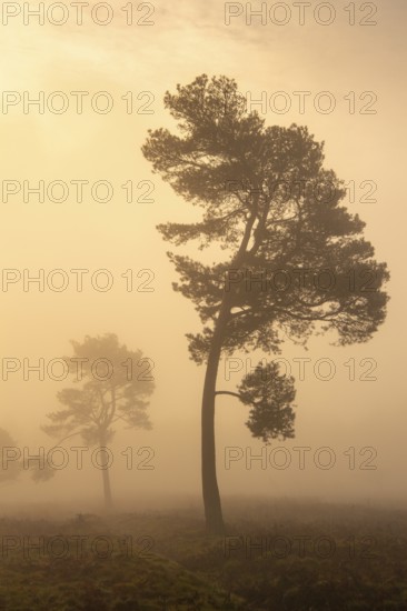 Pine (Pinaceae) in the moor with fog, nature reserve, Vernner Moor, Neuenkirchen-Vörden, Lower