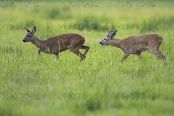 Roebuck (Capreolus capreolus) driving doe in rut, Vechta, Lower Saxony, Germany
