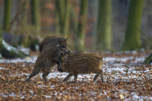 Wild boar (Sus scrofa) in the winer in the snow, young boar, Teutoburg Forest, Melle, Lower Saxony,