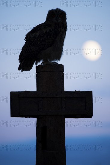 Eurasian Eagle-owl (bubo bubo) sitting on a cross under a full moon, Gerolstein,