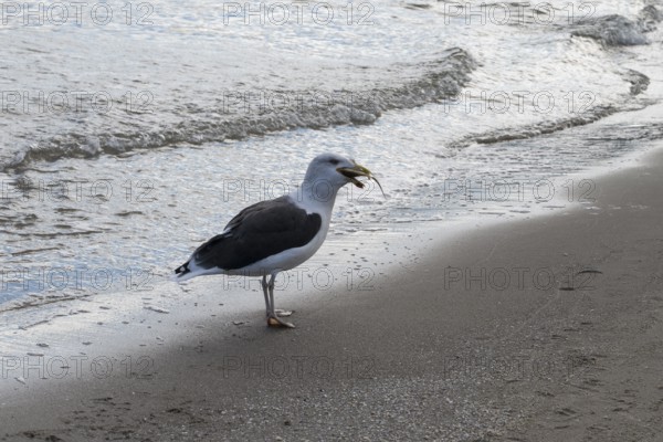 Seagull on a beach with a fish in its beak, Baltic Sea, Rügen Island, Mecklenburg-Western