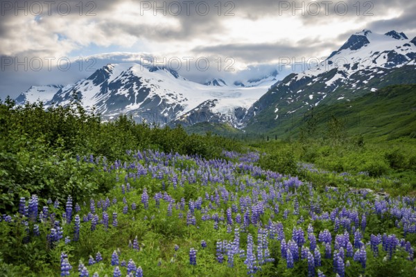 Picturesque landscape on the Richardson Highway, blooming Alaskan lupines (Lupinus nootkatensis),