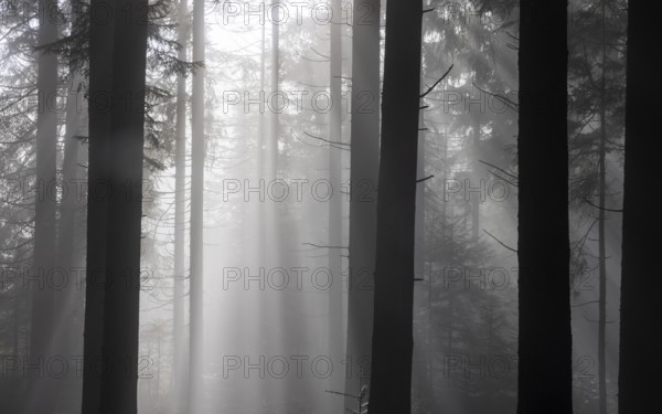 Picea abies, spruce forest in morning fog with sunrays, autumn forest, Mondseeland, Salzkammergut,