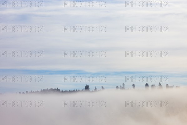 Autumn landscape, bare trees rising from the fog, inversion weather, Mondseeland, Salzkammergut,