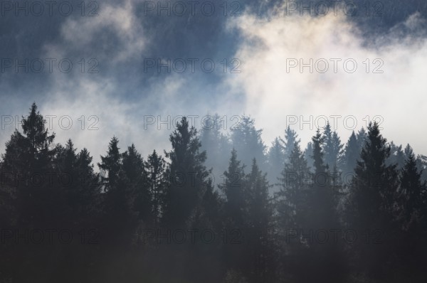 Autumn landscape, coniferous forest in morning fog, Mondseeland, Salzkammergut, Upper Austria,