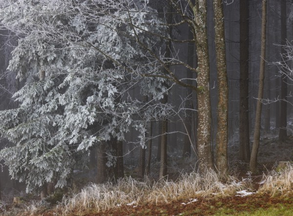 Winter forest, deciduous trees and conifers covered with hoarfrost, Mondseeland, Salzkammergut,