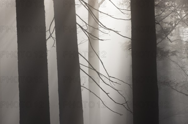 Tree trunks in morning fog with sunbeams, autumn forest, Mondseeland, Salzkammergut, Upper Austria,