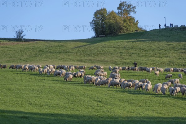 Shepherd tending his flock of sheep (Ovis gmelini aries) in a meadow, Tauchersreuth, Middle