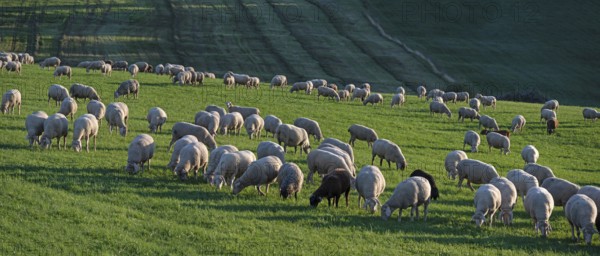 Flock of sheep (Ovis gmelini aries) grazing in a meadow, Tauchersreuth, Middle Franconia, Bavaria,