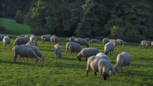 Flock of sheep (Ovis gmelini aries) grazing in a meadow, Beerbach, Middle Franconia, Bavaria,