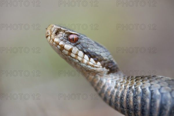 Adder (Vipera berus) in the moor, Goldenstedter Moor, Goldenstedt, Lower Saxony, Germany