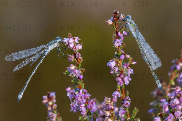 Emerald Damselfly (Lestes sponsa) on flowering heather in the Goldenstedt moor, Goldenstedt, Lower