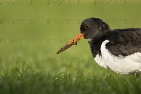 Eurasian oystercatcher (Haematopus ostralegus) adult wader bird on grassland, England, United