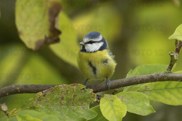 Blue tit (Cyanistes caeruleus) adult garden bird on a magnolia tree with autumn colour leaves,