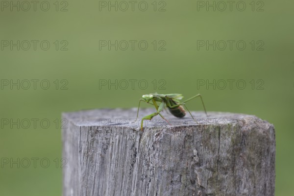 Large giant mantis resting on a wooden fence post in the outdoor light. Macro view, Byron Bay, New