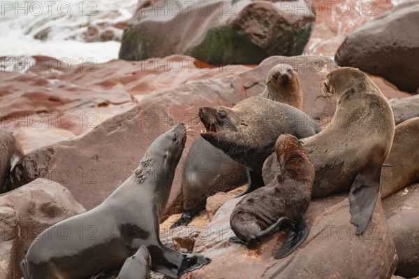Male fur seals fighting for territory, Cape fur seal (Arctocephalus pusillus), Cape Cross, Atlantic