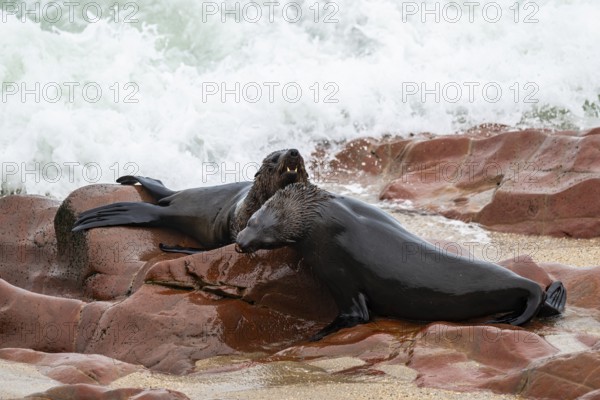 Male fur seals fighting for territory, Cape fur seal (Arctocephalus pusillus), Cape Cross, Atlantic