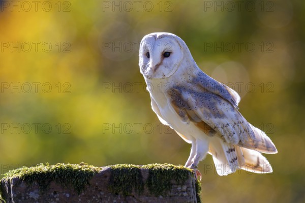 Barn owl (Tyto alba) in the evening light, Oldenburger Münsterland, Vechta, Lower Saxony, Germany