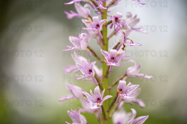 Helm's-orchid (Orchis militaris), Leutra, Jena, Thuringia, Germany