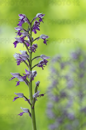 Helm's-orchid (Orchis militaris), Leutra, Jena, Thuringia, Germany