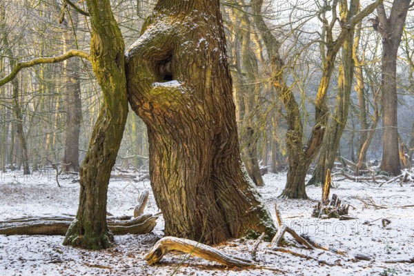 Winter in the jungle tree trail with ancient trees in the Ahlhorner Fischteiche nature reserve,
