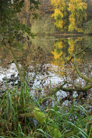 Autumn in the Ahlhorn Fish Ponds Nature Reserve of the Lower Saxony State Forests, Ahlhorn, Lower