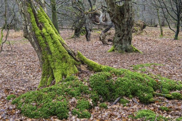 Old trees with dead wood in the Hudewald Urwald tree trail in the Ahlhorner Fischteiche nature