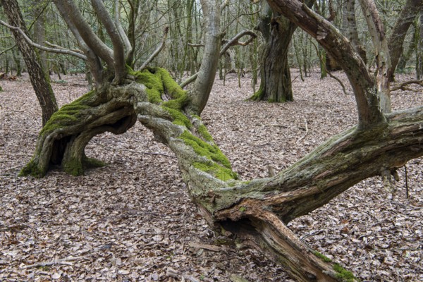 Tree in Hudewald and nature reserve Urwald tree trail in spring, dead wood, Emstek, Lower Saxony,