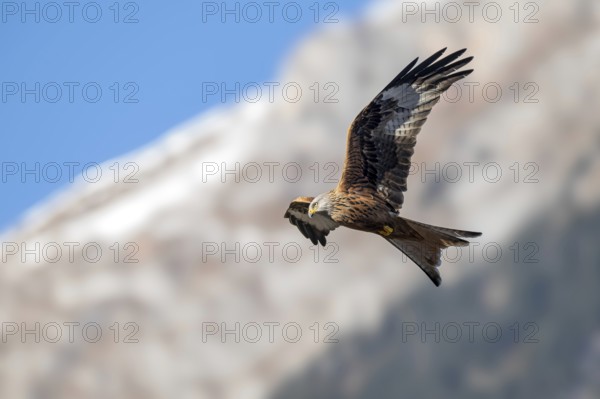 Red kite (Milvus milvus), in flight, Münster, Tyrol, Austria