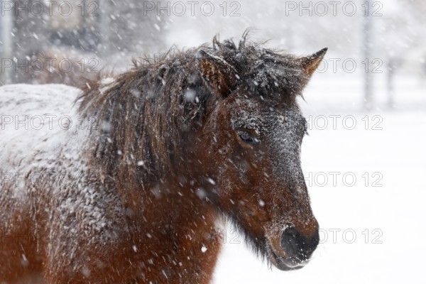 Icelandic horse (Equus islandicus) covered with snow and ice in winter in a snowstorm,