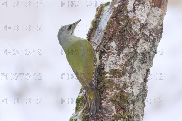Grey-headed woodpecker (Picus canus), or great spotted woodpecker, female on a birch overgrown with