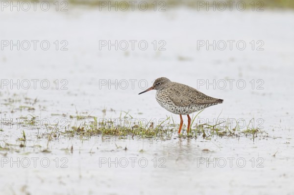 Redshank (Tringa totanus) standing on a flooded meadow in the morning mist, snipe bird, spring,