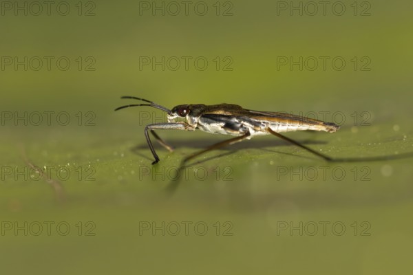 Common pond skater (Gerris lacustris) adult insect on a water lily pad or leaf on the water surface