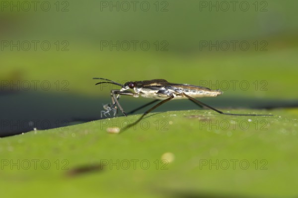 Common pond skater (Gerris lacustris) adult insect feeding on an aphid on a water lily pad or leaf
