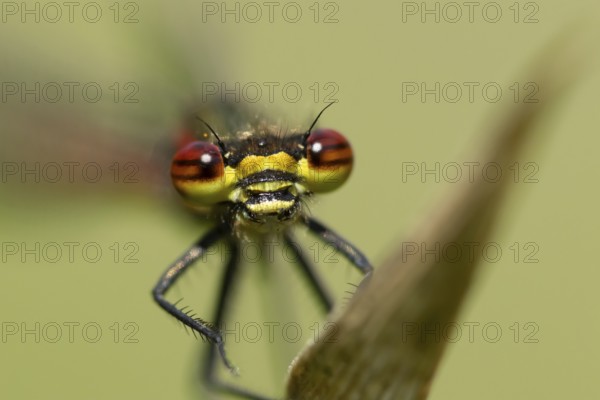 Large red damselfly (Pyrrhosoma nymphula) adult insect resting on a plant leaf in summer, England,
