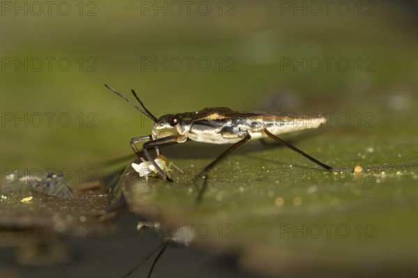 Common pond skater (Gerris lacustris) adult insect feeding on a Whitefly on a water lily pad or