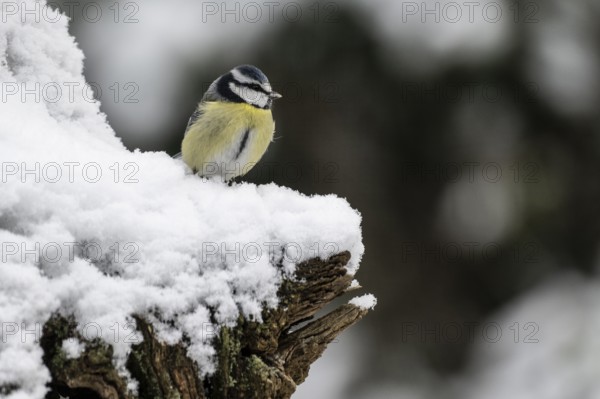 Blue tit (Parus caerulea), Emsland, Lower Saxony, Germany